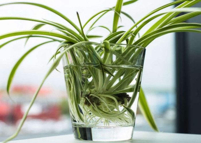 5 Tanaman Hias Hidroponik Pembersih Udara yang Tidak Mudah Mati, Serta Perawatan yang Mudah dan Ramah Pemula