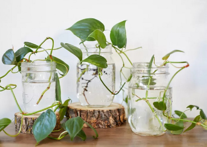 Tanpa Media Tanah! Ini Dia 7 Tanaman Hias Hidroponik Sederhana yang Minim Perawatan, Ruangan Jadi Estetik