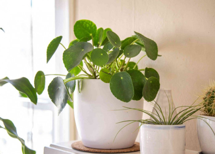 6 Tanaman Hias Perawatan Minimalis yang Bantu Usir Polusi Udara dari Dalam Rumah & Jadi Penyegar Ruangan