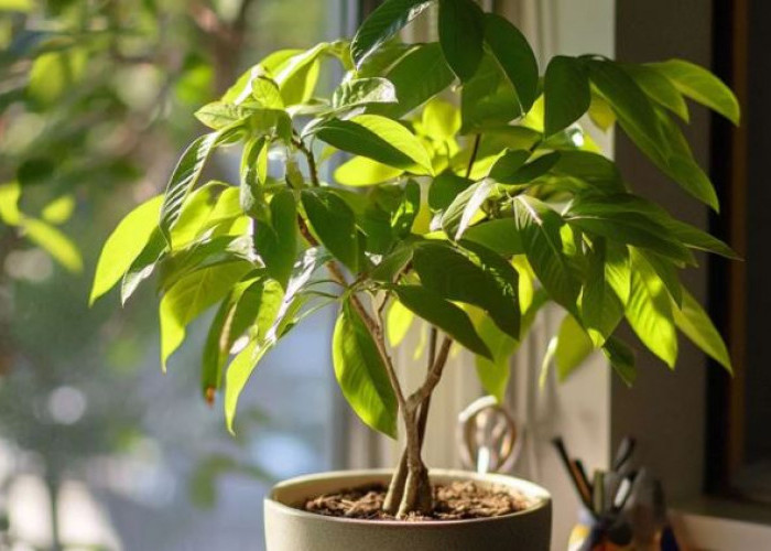 Pembawa Hoki & Mudah Dirawat, Ini 7 Daftar Tanaman Hias Pembawa Keberuntungan dan Rezeki Anti Ribet