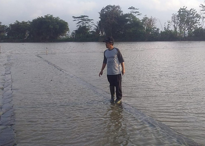 Puluhan Hektar Sawah Terendam Banjir