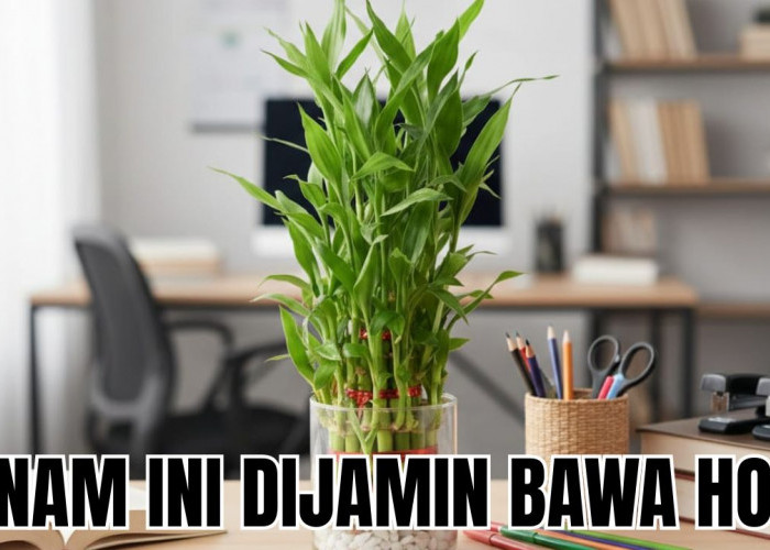 Daftar Tanaman Hias Pembawa Hoki di Kantor Ini Bikin Kamu Semangat Bekerja, Tidak Makan Ruang Kantor!