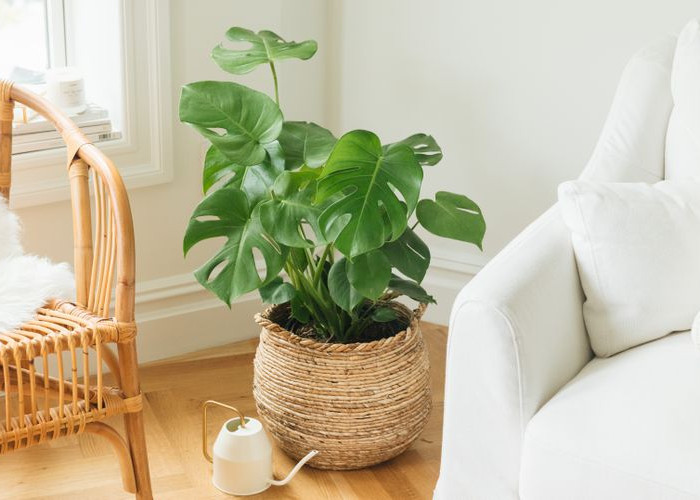 Rugi Kalau Gak Punya! 5 Tanaman Hias Indoor Pembawa Hoki, Bikin Rezeki Mengalir Deras