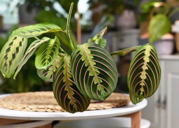 7 Tanaman Indoor Minimalis Pilihan yang Bikin Sudut Rumah Lebih Hidup, Stylish, Cantik dan Menenangkan