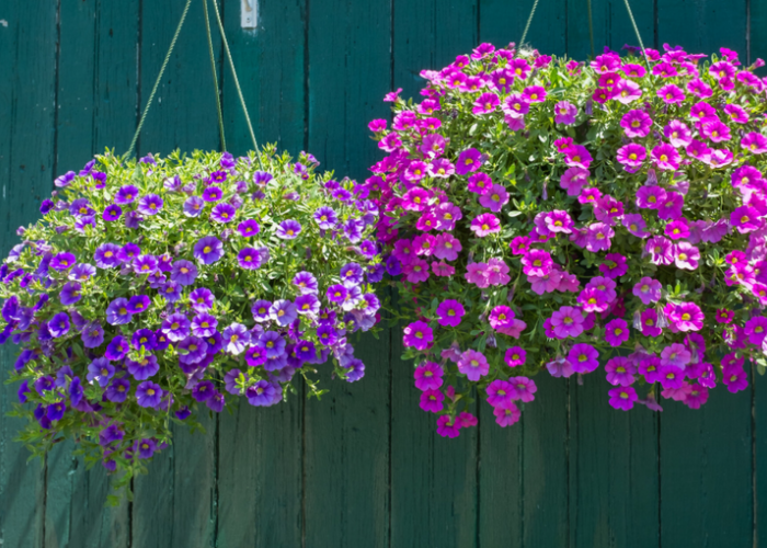 Cocok Dipajang Depan Rumah! Daftar 6 Tanaman Hias Outdoor Berdaun Cantik dan Bunga Indah yang Mudah Dirawat