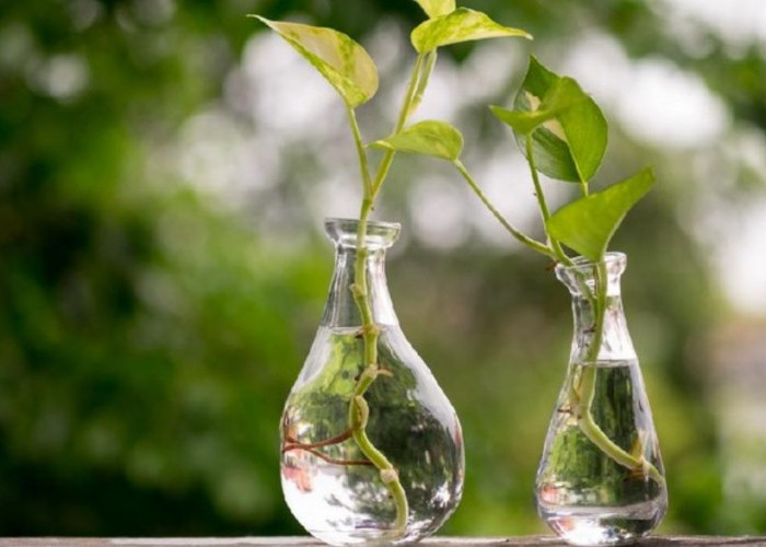 Tanpa Tanah Tanpa Repot, 5 Tanaman Hias Air di Botol Bikin Rumah Estetik, Bersih dan Minim Perawatan