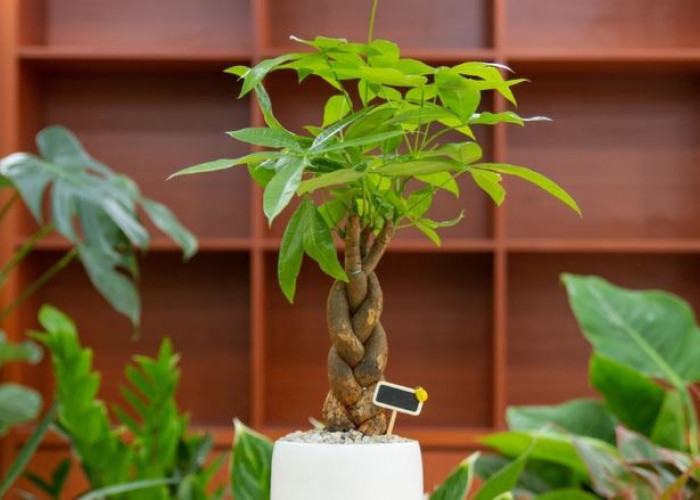 Penambah Hoki Pemilik, Berikut 7 Rekomendasi Tanaman Hias Pembawa Keberuntungan Cocok Untuk Dekorasi Interior