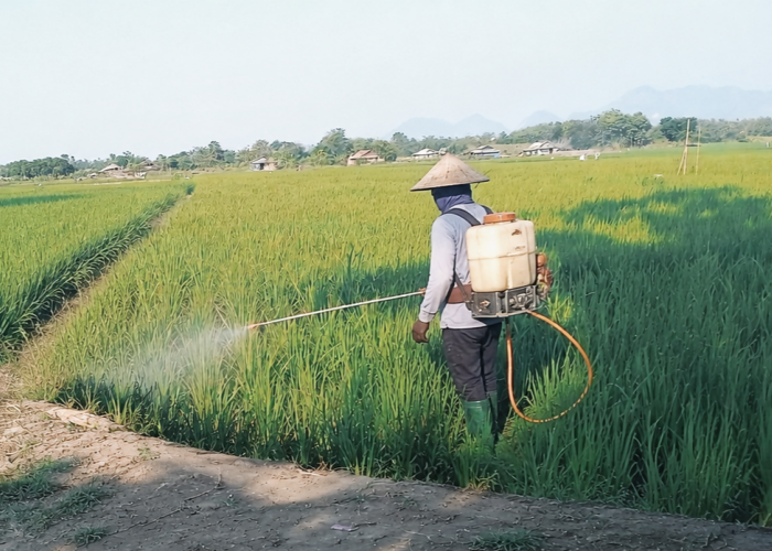 Hama Tikus Gerogoti Sawah di Ligung Majalengka, Hasil Panen Petani Turun hingga 40 Persen