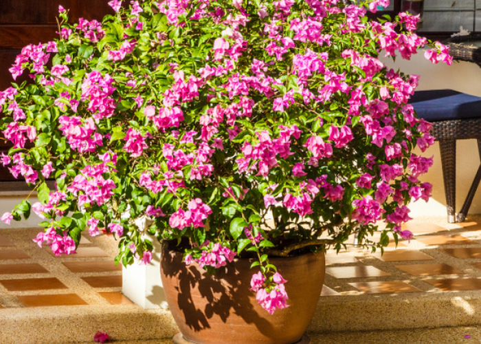 Bawa Hoki dan Kekayaan! Ini 7 Tanaman Hias Tahan Panas yang Cocok untuk Dekorasi Rumah