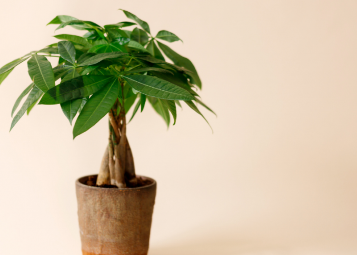 Bisa Membawa Rezeki, Ini 7 Tanaman Hias Pembawa Kekayaan yang Cocok Di dalam Rumah!