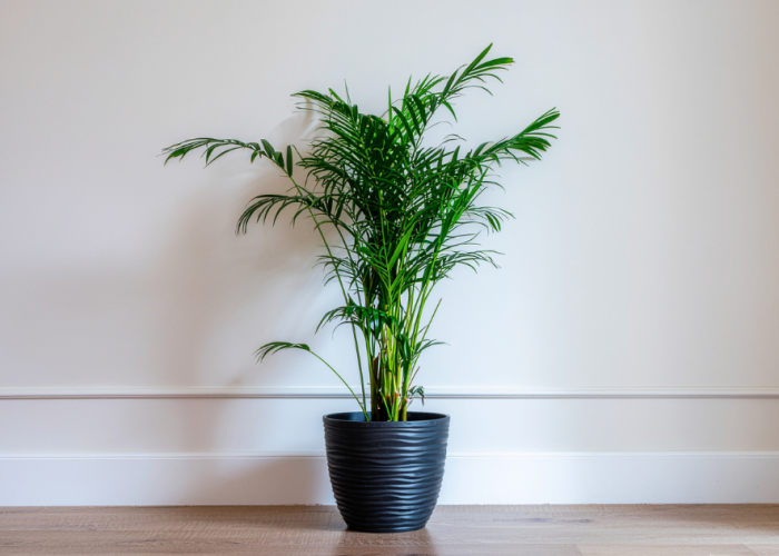 Rumah Cantik Sekaligus Hoki, 7 Pilihan Tanaman Hias Pembawa Rezeki & Mudah Dirawat!