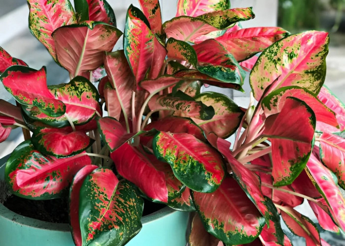 Pembawa Rezeki & Kelimpahan, Ini 8 Tanaman Hias Outdoor Pembawa Keberuntungan & Penuh Manfaat di Teras Rumah