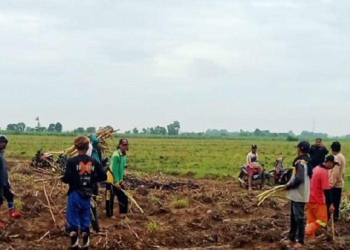 Pemkab Majalengka Dukung Program Bongkar Ratoon Tebu