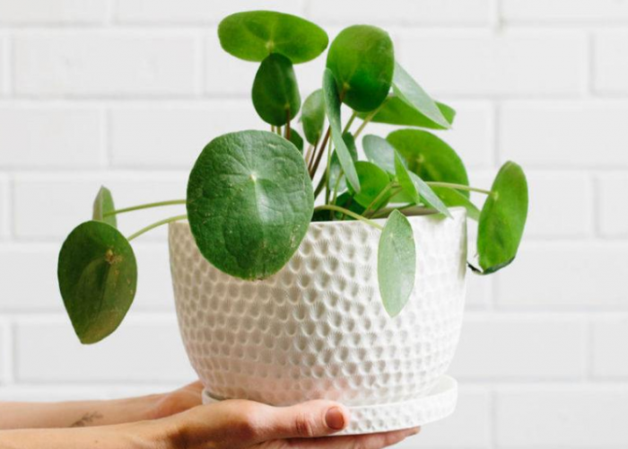 Tanaman Hias Tak Biasa, 7 Jenis Feng Shui Ini Bawa Keberuntungan, Energi Positif dan Harmoni di Sudut Rumah