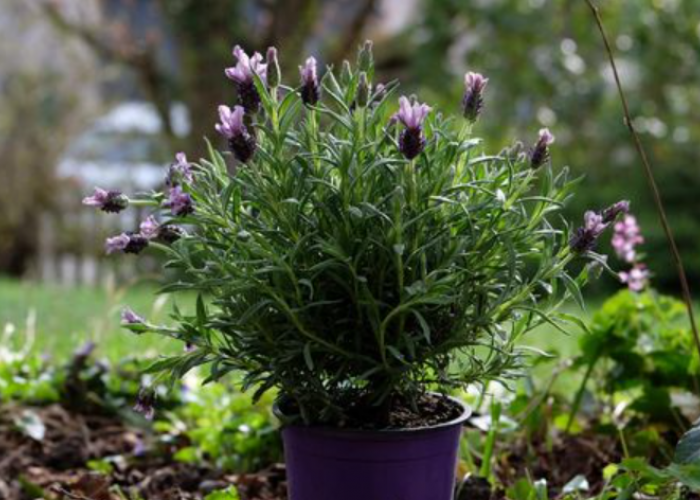 5 Jenis Tanaman Hias Pembawa Rezeki 2026 Menurut Feng Shui, Jadi Penghasil Energi Positif dan Penyaring Udara