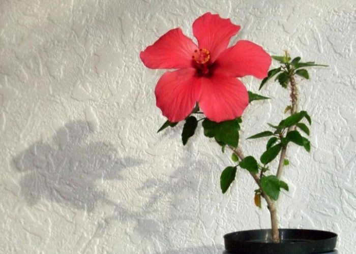 Simbol Keberuntungan Finansial, 5 Tanaman Hias Outdoor Pembawa Rezeki yang Cocok untuk Percantik Teras Rumah