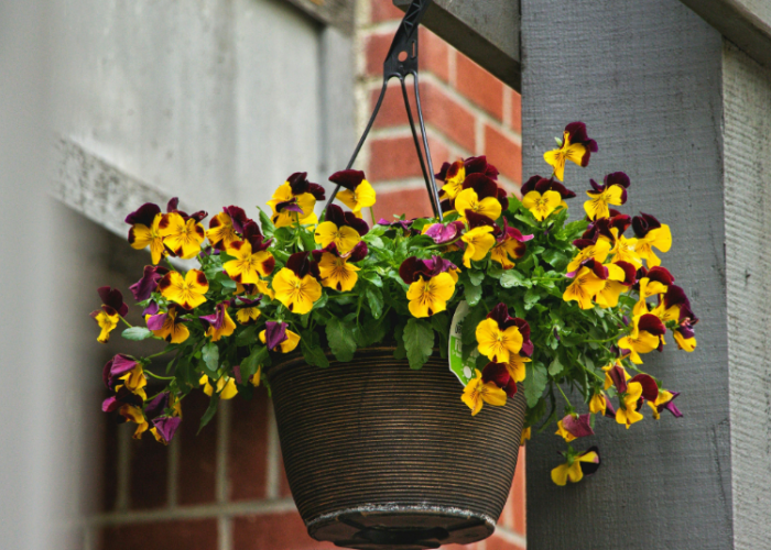 6 Jenis Tanaman Hias Gantung Minimalis dengan Bunga Cantik dan Tahan Panas, Cocok Jadi Dekorasi Teras Rumah