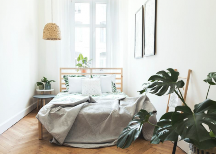 6 Rekomendasi Tanaman Hias Pembuang Sial dan Mengundang Keberuntungan 2026, Cocok Jadi Dekorasi di Kamar Tidur