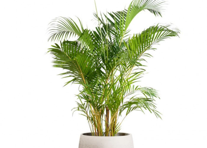 Penangkal Kesialan, Berikut 6 Tanaman Hias Pembawa Keberuntungan & Energi Positif Untuk di Dalam Rumah