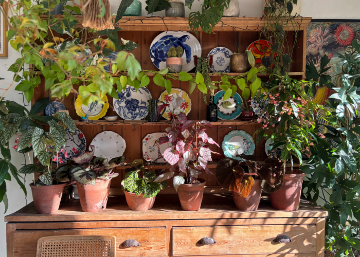 Cukup Simpan Tanaman Ini Bisa Bersihkan Udara Di Rumah Tanpa Perlu Air Purifier!