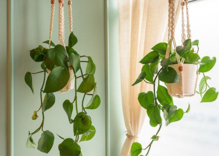 Ruangan Minimalis Gak Masalah! Berikut 5 Tanaman Hias Gantung Pembawa Hoki untuk Dipajang Dalam Ruangan