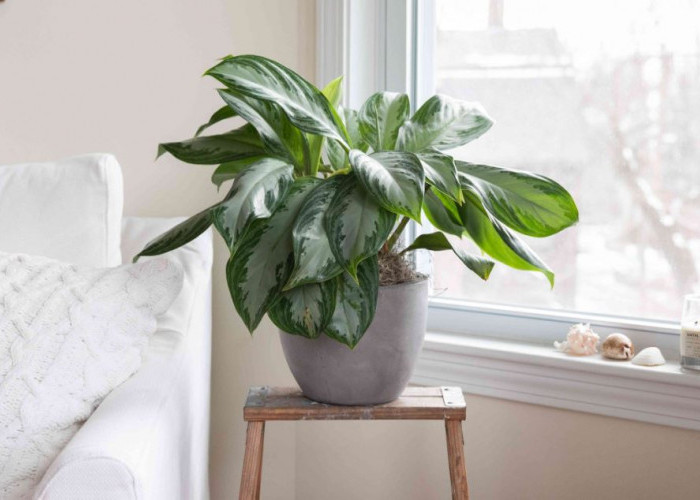 Dekorasi Minimalis Penyaring Polusi, Ini 7 Rekomendasi Tanaman Indoor Minimalis Sekaligus Penyaring Udara