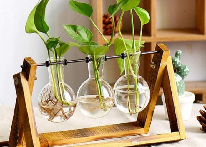 Rekomendasi 5 Tanaman Hias Hidroponik untuk Dekorasi Minimalis, Tidak Banyak Makan Tempat