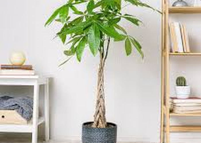 Ini 7 Tanaman Hias Indoor Pembawa Keberuntungan untuk Dekorasi Estetik yang Bikin Makin Hoki