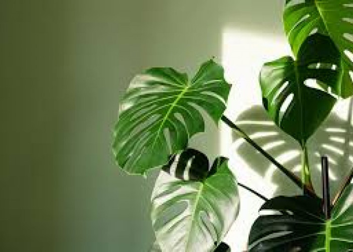 Bikin Rumah Estetik & Narik Rezeki! Ini 6 Tanaman Hias Pembawa Keberuntungan 2026 untuk Dekorasi Interior