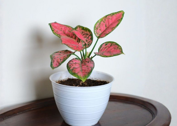 Rumah Lebih Hidup dan Hoki Mengalir, 5 Tanaman Indoor Wajib Feng Shui yang Bawa Rezeki dan Penempatannnya