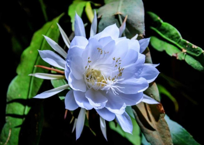 Tanaman bunga Wijaya Kusuma kaya akan manfaat loh! Ini dia penjelasannya