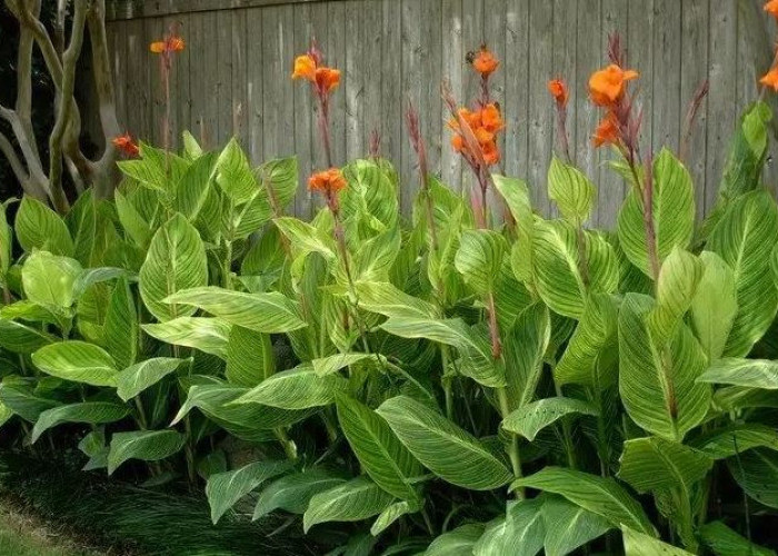 Selain Indah & Menyegarkan, 7 Tanaman Hias Outdoor Ini Juga Bisa Menghadirkan Keberuntungan ke Hunian Kita