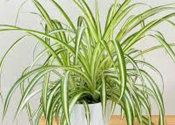 Wajib Punya Salah Satunya! 6 Tanaman Hias Indoor Bisa Percantik Hunian & Penuh Manfaat Bagi Penghuni Rumah