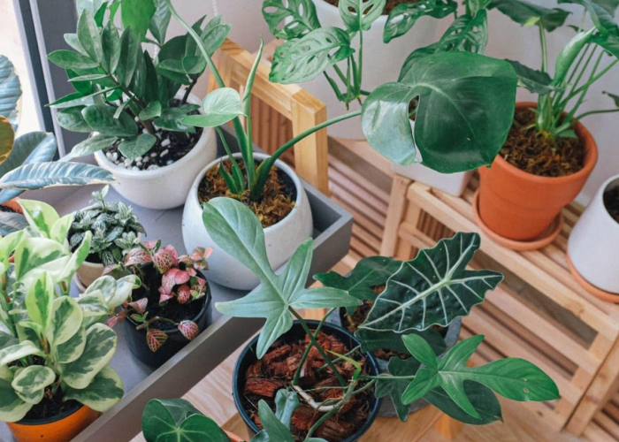 Tidak Hanya Bikin Udara Segar, Tanaman Hias “Sultan” Yang Bikin Rezeki Ngalir Deras Menurut Feng Shui