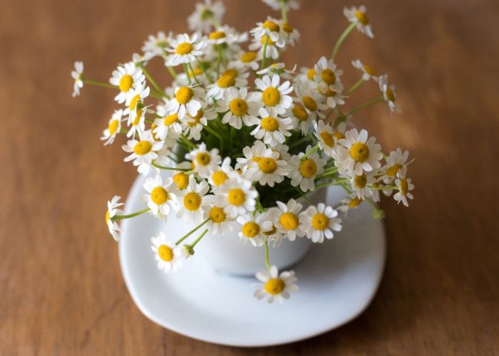 Bisa Bikin Rileks hingga Atasi Stres, Ini 5 Tanaman Hias di Dalam Ruangan untuk Dekorasi Interior yang Estetik