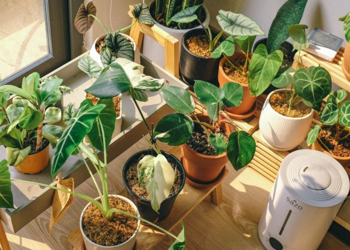 Tanaman Hias yang Mempercantik Pekarangan Rumah dan Bawa Keberuntungan, Ini 10 Pilihan Paling Instagramable