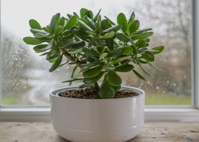 Mengundang Berkah, Ini 6 Tanaman Hias Depan Rumah Pembawa Rezeki yang Juga Usir Energi Negatif