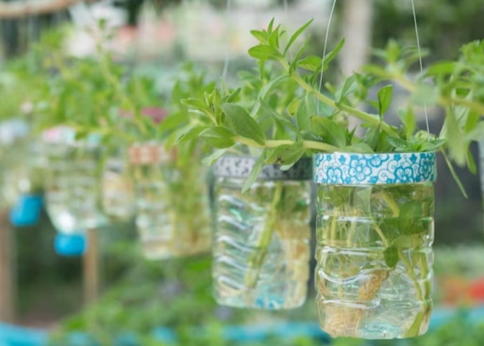 Rekomendasi 5 Tanaman Hias Hidroponik yang Mudah Dirawat: Metode Serta Cara Merawat untuk Pemula