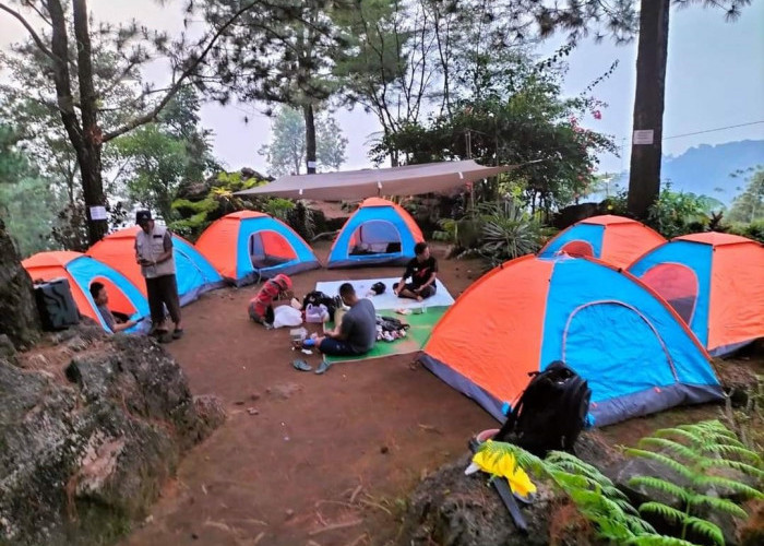 YUK INTIP! Objek Wisata Hutan Pinus Batu Nyongclo Wisata Eksotis di Rajagaluh