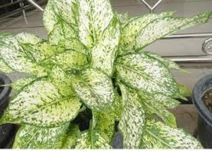 7 Tanaman Hias Outdoor Pembawa Hoki, Bikin Tampilan Depan Rumah Cantik dan Rezeki Mengalir Deras 