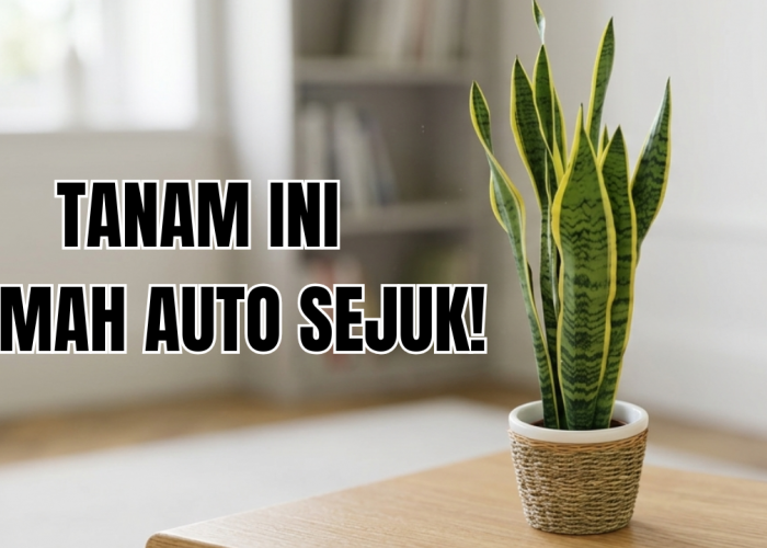 3 Tanaman Hias Pembersih Udara Kotor di Rumah yang Mudah Kamu Rawat, Apa Saja?