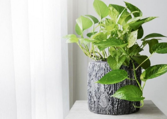 Tidur Lebih Nyenyak dengan 6 Tanaman Hidroponik Estetik Anti Polusi Pembersih Udara Rumah