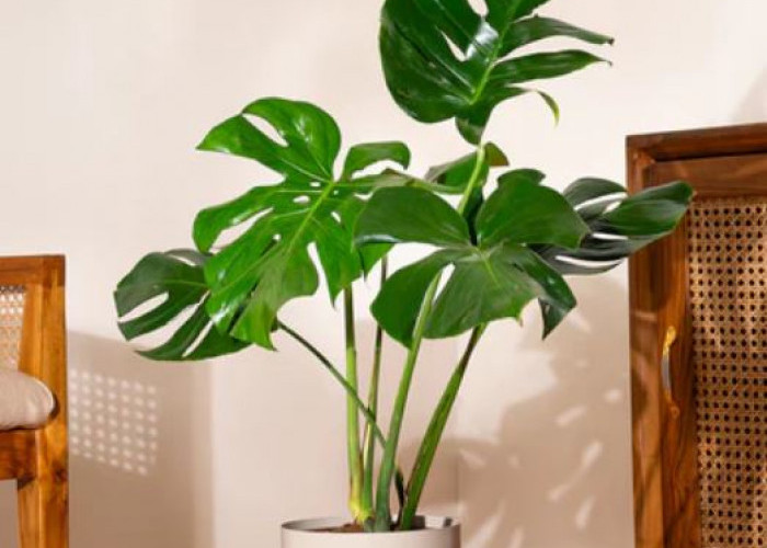 7 Tanaman Hias yang Cocok di Ruang Tamu dengan Tema Minimalis, yang Bisa Bersihkan Udara dari Polusi