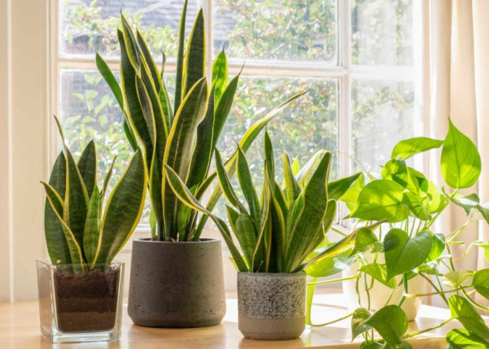 5 Tanaman Pembawa Keberuntungan di Dalam Rumah, Bisa Ubah Mood dan Terlihat Harmonis