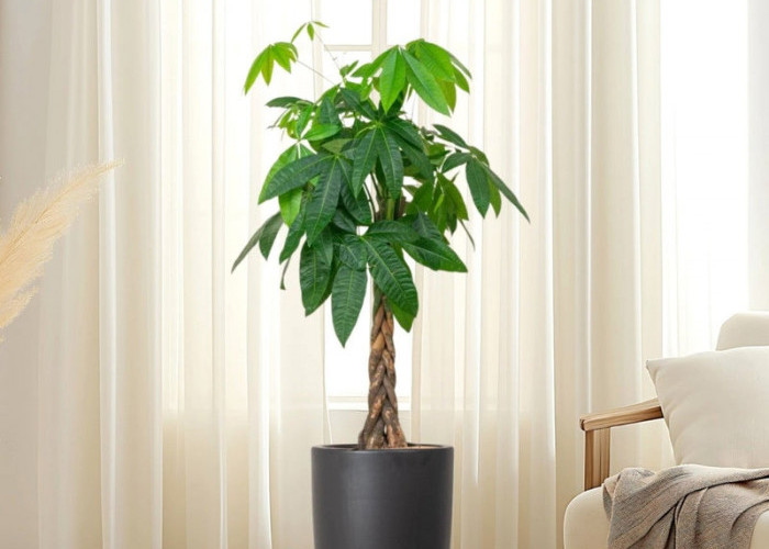 Dekorasi Pembawa Hoki! Ini 5 Tanaman Hias Indoor yang Dipercaya Bawa Keberuntungan & Energi Positif di Rumah