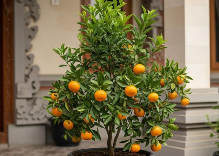 Menarik Rejeki & Energi Positif, Ini Penempatan 6 Tanaman Hias Outdoor Pembawa Keberuntungan Menurut Feng Shui