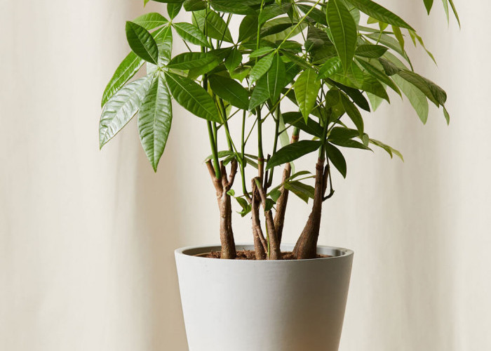 Gak Cuma Estetik, 5 Tanaman Hias Ini Dipercaya Pembawa Hoki di Tahun Baru 2026, Sudah Punya?