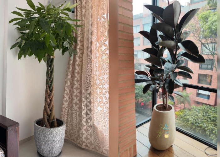 Bisa Mengaktifkan Sudut Kekayaan! 7 Tanaman Hias Pembawa Kemakmuran dan Rezeki Dalam Ruangan Menurut Feng Shui