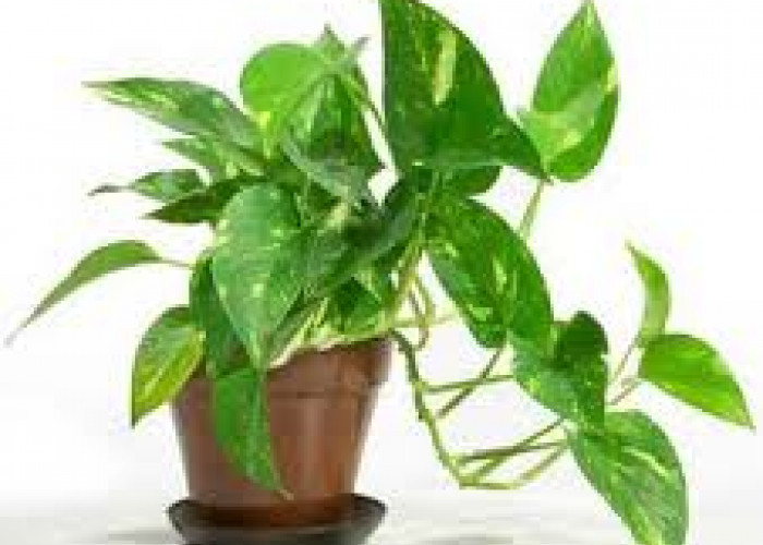 Belum Banyak yang Tahu! Ini 5 Tanaman Hias yang Bisa Mengusir Energi Negatif di Kamar Mandi Menurut Feng Shui 