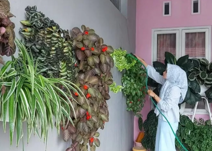 10 Rekomendasi Tanaman Hias Gantung untuk Dipajang di Teras Rumah Sebagai Dekorasi Outdoor yang Tahan Panas